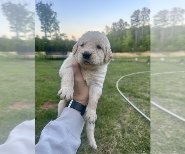 Medium Photo #8 Golden Retriever Puppy For Sale in CONCORD, VA, USA