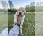 Small #7 Golden Retriever
