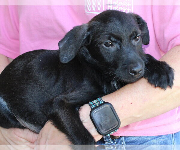 Medium Photo #1 Mutt Puppy For Sale in Prattville, AL, USA