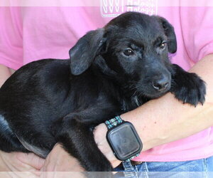 Mutt Dogs for adoption in Prattville, AL, USA