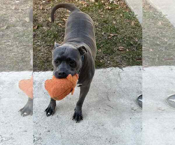 Medium Photo #6 American Staffordshire Terrier-Unknown Mix Puppy For Sale in Sheboygan, WI, USA