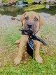 Small Photo #5 Bullmastiff Puppy For Sale in LIMERICK, PA, USA