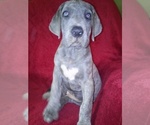 Small Photo #2 Great Dane Puppy For Sale in MURRAY, KY, USA