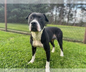 American Pit Bull Terrier-Unknown Mix Dogs for adoption in Grovetown, GA, USA