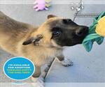 Small #1 Great Pyrenees Mix