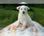 Small #5 German Shepherd Dog