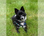 Small #4 Mutt