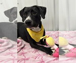 Marcella - Female American Staffordshire Terrier-Mountain Cur Mix Dog for Adoption - Small photo