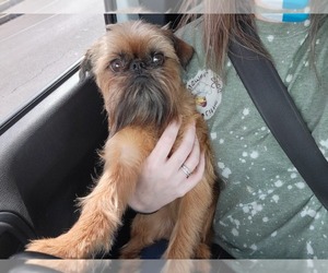 Brussels Griffon Puppy for sale in LORETTO, KY, USA