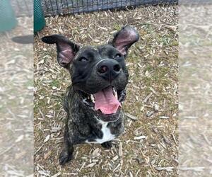 Masti-Bull Dogs for adoption in San Antonio, TX, USA