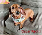 Small #2 Dachshund