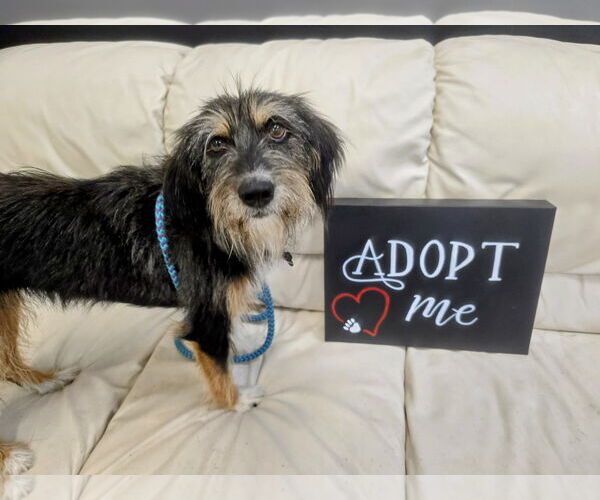 Medium Photo #5 Mutt Puppy For Sale in Rockaway, NJ, USA