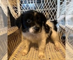 Small Photo #2 Australian Shepherd Puppy For Sale in DECATUR, IL, USA