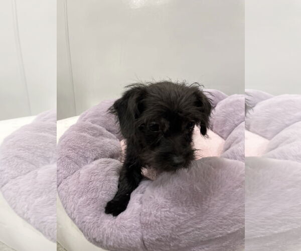 Medium Photo #2 Mutt Puppy For Sale in Pipe Creek, TX, USA