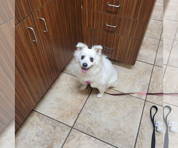 Medium Photo #6 American Eskimo Dog Puppy For Sale in Pikesville, MD, USA