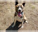 Small #1 American Pit Bull Terrier