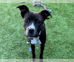 Small #1 American Pit Bull Terrier