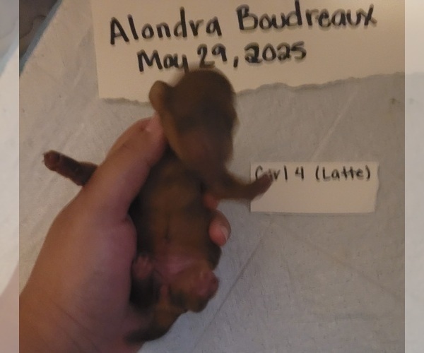 Medium Photo #6 Dachshund Puppy For Sale in PINSON, AL, USA