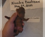 Small #5 Dachshund