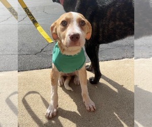 Mutt Dogs for adoption in Germantown, OH, USA