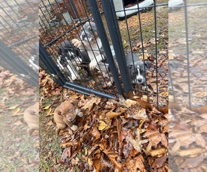 American Bully-Boxer Mix Puppy for sale in TOWN CREEK, AL, USA