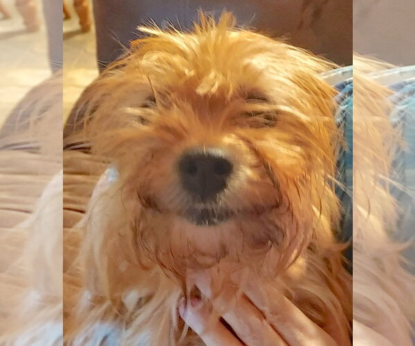 Medium Photo #2 Shih Tzu-Unknown Mix Puppy For Sale in Mount Airy, NC, USA