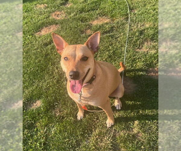 Medium Photo #1 Labrador Retriever-Unknown Mix Puppy For Sale in Jefferson, NJ, USA