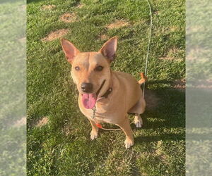 Labrador Retriever-Unknown Mix Dogs for adoption in Jefferson, NJ, USA