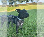 Small American Pit Bull Terrier