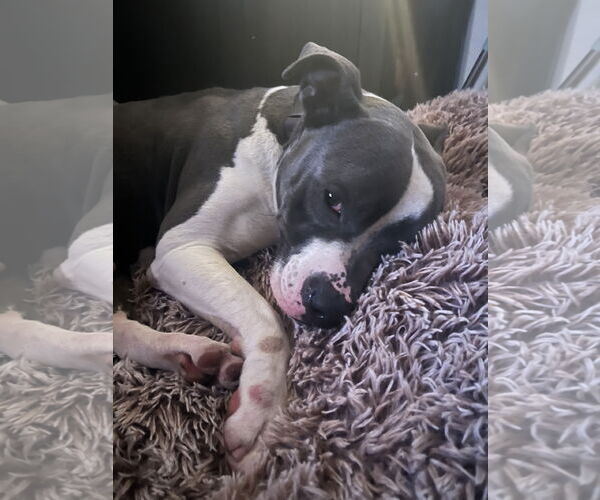 Medium Photo #4 American Pit Bull Terrier Puppy For Sale in Berkeley, CA, USA