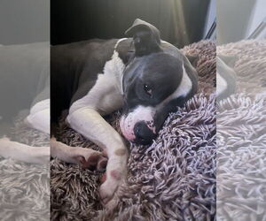 Zeus - Male American Pit Bull Terrier Dog for Adoption - Photo #4