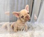 Small #3 French Bulldog