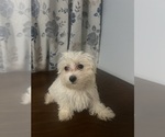 Small #3 Maltese