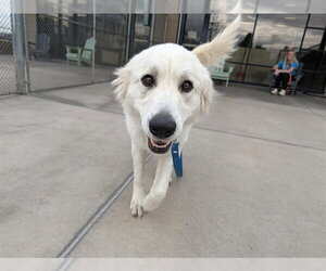 Great Pyrenees Dogs for adoption in Denver, CO, USA