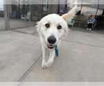 PIXIE - Female Great Pyrenees Dog for Adoption - Small photo