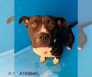 Mutt Dogs for adoption in Calgary, Alberta, Canada