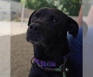 Labrador Retriever-Unknown Mix Dogs for adoption in Palmetto, FL, USA