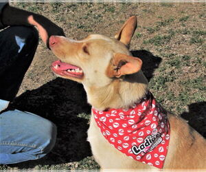 Sprite - Male Retriever -Unknown Mix Dog for Adoption - Photo #2