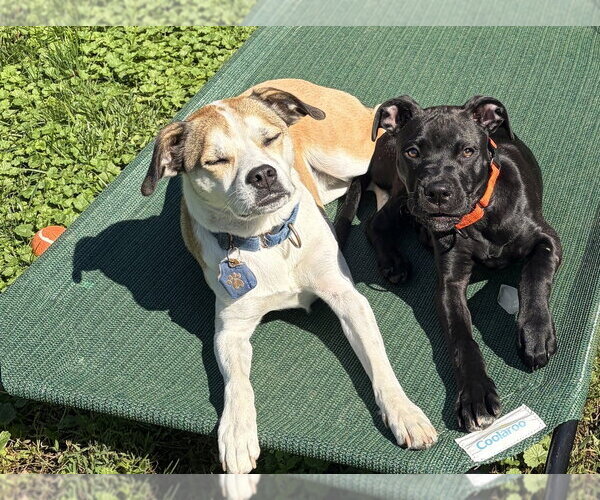 Medium Photo #15 Labrador Retriever-Unknown Mix Puppy For Sale in Springdale, PA, USA
