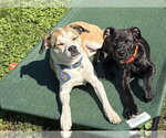Small Photo #15 Labrador Retriever-Unknown Mix Puppy For Sale in Springdale, PA, USA