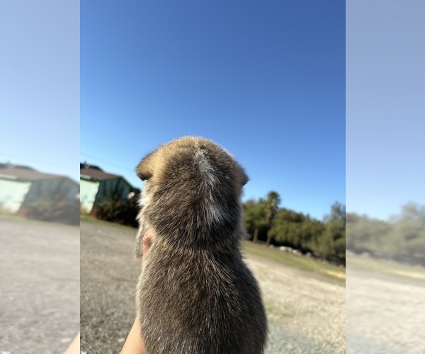 Medium Photo #4 Pembroke Welsh Corgi Puppy For Sale in OAKLEY, CA, USA