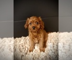 Small #2 Cavapoo