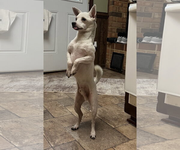 Medium Photo #3 Chihuahua-Unknown Mix Puppy For Sale in Virginia Beach, VA, USA
