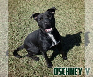 American Pit Bull Terrier-Unknown Mix Dogs for adoption in Livingston , LA, USA