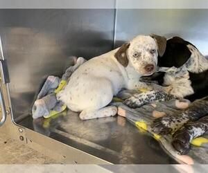 Mutt Dogs for adoption in Grand Prairie, TX, USA