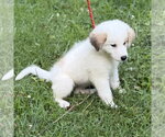 Small #3 Great Pyrenees