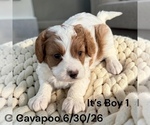 Small #12 Cavapoo (Miniature)