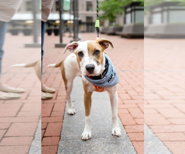 Medium Photo #3 Mutt Puppy For Sale in St. Louis Park, MN, USA
