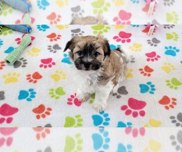 Medium Photo #7 Havashire Puppy For Sale in ORO VALLEY, AZ, USA