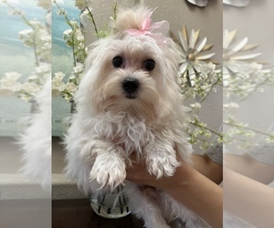 Morkie Puppy for Sale in SARASOTA, Florida USA